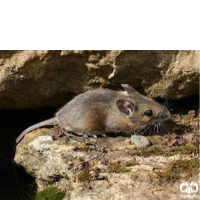 گونه موش صحرایی هیرکانی Hyrcanian Filed Mouse